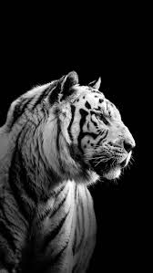 100% privately owned indonesian company, supplying specialized products, equipments and services to all industries. Black And White Tiger Fotografi Hewan Harimau Putih Kucing Besar