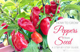 How To Grow Peppers From Seed A Step By Step Guide