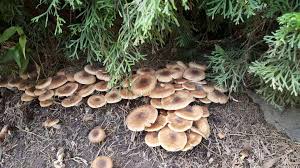 Learn more about whether or not mushrooms are safe for your dog and which types you must always avoid. Can I Eat These Mushrooms Growing In My Backyard We Already Ate Once Or Twice So Far We Appear To Be Ok Gardening