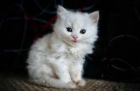 So, it is better and advisable to check out and evaluate your preferences and liking first. Cute White Fluffy Kittens With Blue Eyes Novocom Top