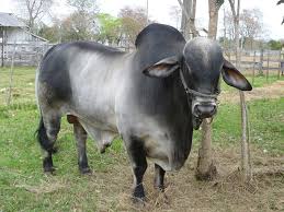 The brahman cattle farming is very popular in it's native area and some other countries around the world. Brahman From Vetlexicon Definitive Veterinary Intelligence