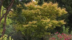 Trees For Small Gardens The Irish Times