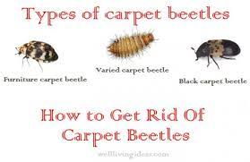 belongings from carpet beetle damage