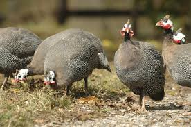 .html go to for more guinea fowl information including photos, diet, feeds, illnesses, health, care. Incredible Guinea Fowl Sounds A Reliable Alarm On Your Farm