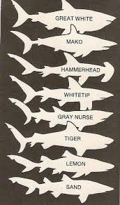 Sharks Different Sharks Chart More At Art