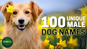 top 100 unique male dog names you