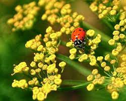 26 plants that attract ladybugs