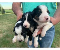 Take them to a dog park from their puppyhood so that they can observe other canines. Border Collie Puppy For Sale By Owner Puppies For Sale Near Me