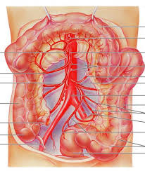 blood supply to large intestine diagram