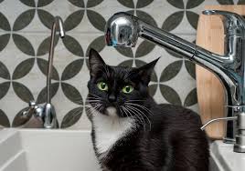 You should also touch her feet gently. How Often Should You Bathe A Cat