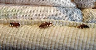 Protect Yourself Against Hotel Bedbugs