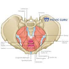 what is the pelvic floor your pace yoga