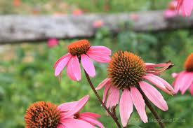 Our Top 10 Native Plants For Houston