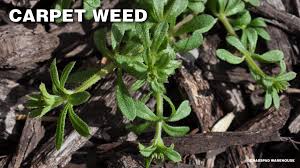 broadleaf weed control gr pad