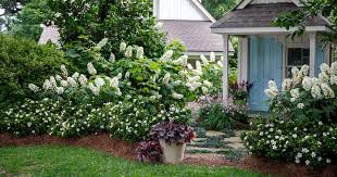 Southern Living Plants