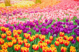 tulips hd photos free stock