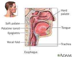 pharyngitis sore throat information