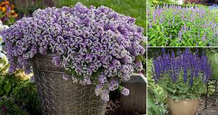 They can also increase the value of your home. 15 Best Purple Flowers In Texas Purple Plants In Texas