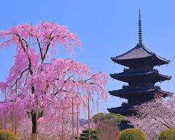 東寺 桜の画像