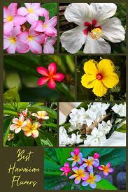 hawaiian flowers top 26 aloha state