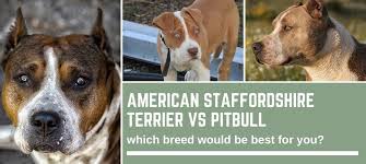 The staffordshire bull terrier is the result of crossbreeding between manchester terriers and bulldogs in the 19th century. American Staffordshire Terrier Vs Pitbull Which Breed Is Best For You Bull Terrier Hq