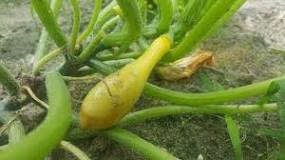 Why are my winter squash rotting?