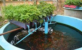 aquaponics philippines guide fish and