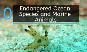 endangered ocean speciearine s