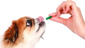 Cephalexin For Dogs Uses Dosage And Side Effects Dogtime