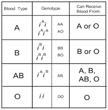 Blood Type Genotype Blood Type Inheritance Blood Hematology