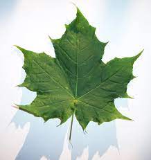 Ha foglie palmate di color verde scuro con macchie bianche o gialle. Foglia Wikipedia
