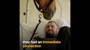 Peyo, o cavalo terapeuta - Jun/2020 - YouTube