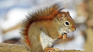 Removing squirrels yourself puts you at risk of injury and risk of damaging your property, says sturgis. How To Keep Squirrels From Damaging Your Home Today S Homeowner