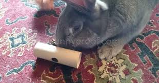 These are just some of the things you can make out of recycled toilet roll tubes to keep your small pet happy and your wallet full! How To Make Free Bunny Toys From Toilet Roll Tubes