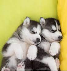 Adopt siberian husky dogs in new york. Pictures Of Huskies An Amazing Gallery Of Siberian And Alaskan Dogs And Pups