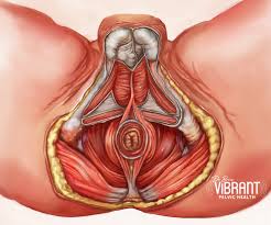 guide to male pelvic floor dysfunction cpps