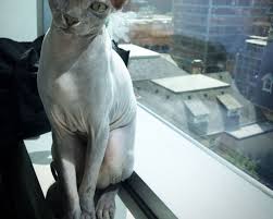 The pink panther—the pink panther. Hairless Sphynx Cat Breed Traces Origins To Kitten Born In Toronto The Star