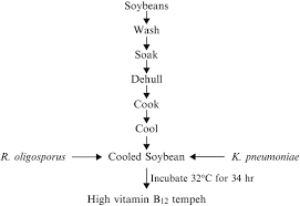 Bioenrichment Of Vitamin B12 In Fermented Foods Springerlink