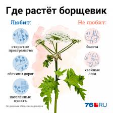 Фото отдельно стоящего цветущего растения. Borshevik V Centre Yaroslavlya Chem Opasen Borshevik 76 Ru Novosti Yaroslavlya