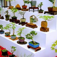 pacific bonsai museum 371 photos 60
