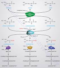 Amino Acid Synthesis And Metabolism