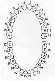 Tooth Chart Left Side Teeth Numbering Chart Teeth Numbers