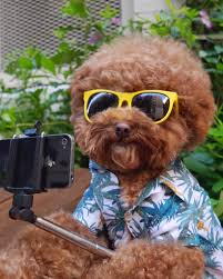 Image result for dogs wearing spring clothes
