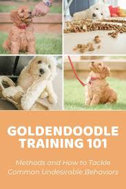 Tips to help potty train bernedoodle and goldendoodle puppies. Goldendoodle Training 101 Methods And Troubleshooting