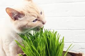 Growing Cat Grass And Catnip Indoors
