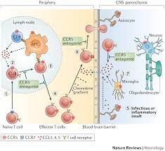 That several other genes can perform the same function.'4. Ccr5 Blockade For Neuroinflammatory Diseases Beyond Control Of Hiv Nature Reviews Neurology