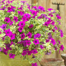 They need at least six hours of sunlight each day and they can withstand hot weather and humidity. Trailing Plants For Hanging Baskets Roots Plants