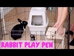 how to set up a rabbit play pen you