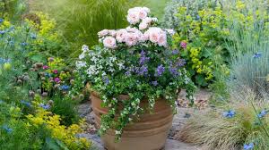 how to plant flowers in pots step by