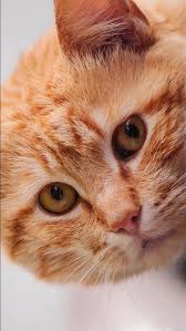 Orange Cat With Orange Eyes 4k Hd Cat